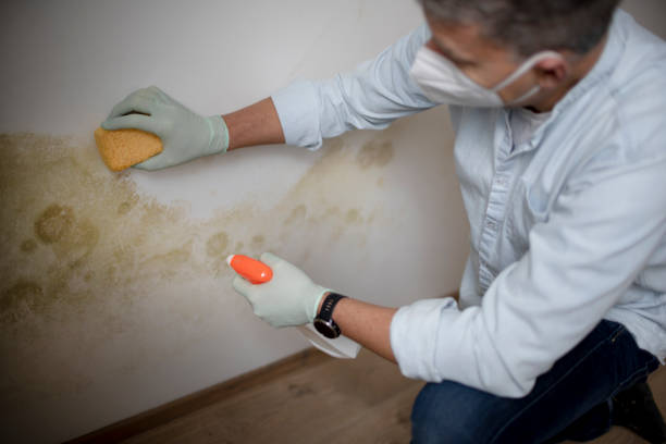 Best Mold Removal Company Near Me  in Southwest Sandhill, TX
